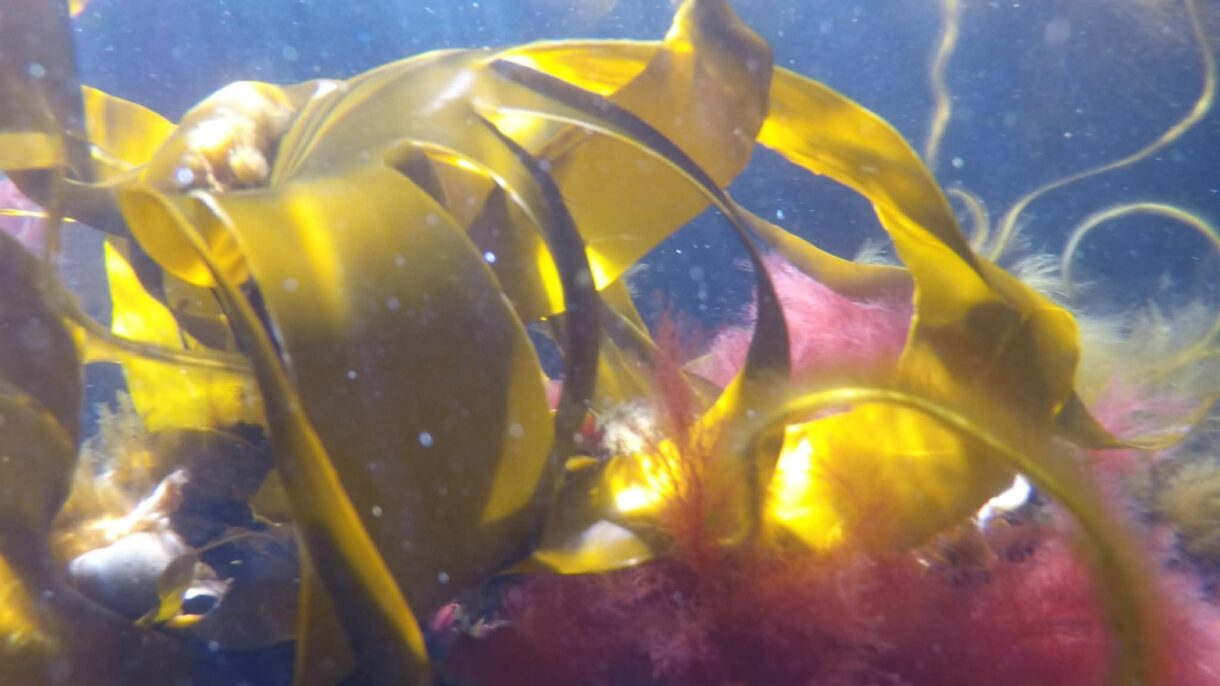 Vekster på havbunnen