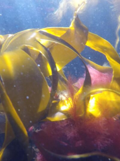 Vekster på havbunnen