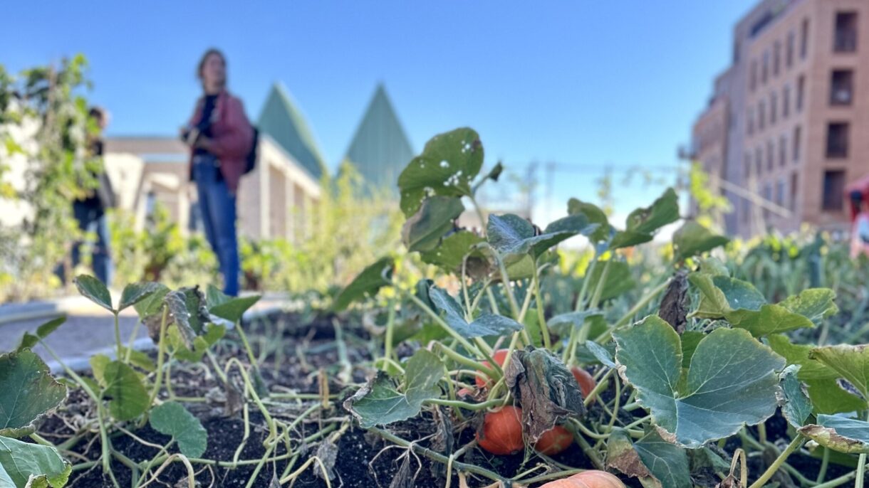 Gresskart i dyrkningshage