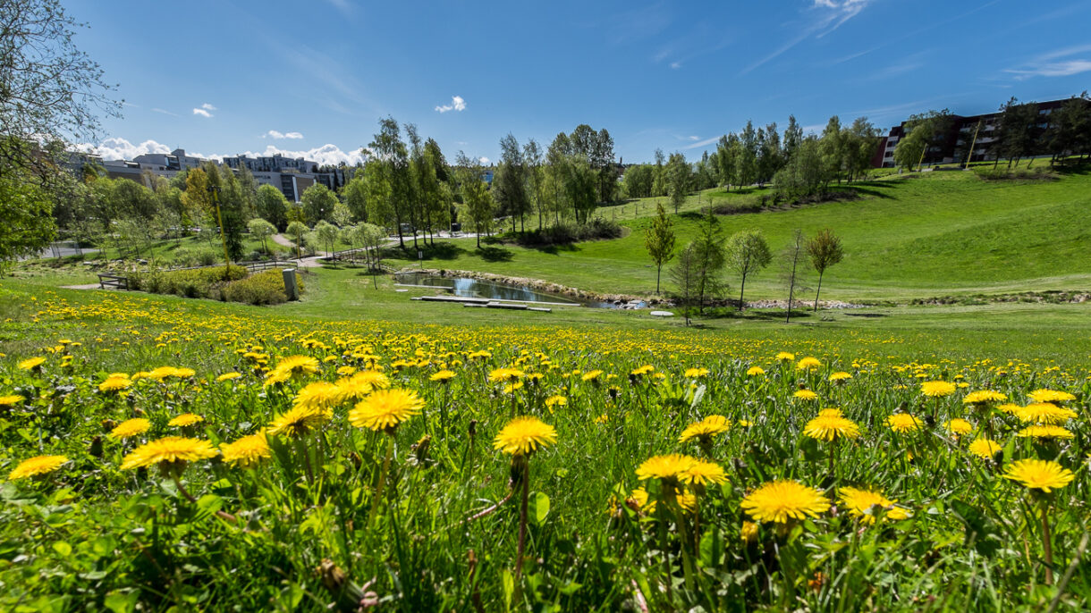 Park med plan, vannspeil, trær og løvetann.