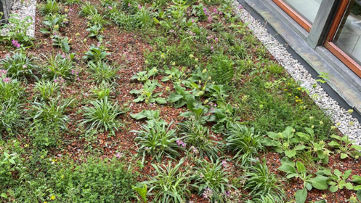 Takhage med planter i etablering