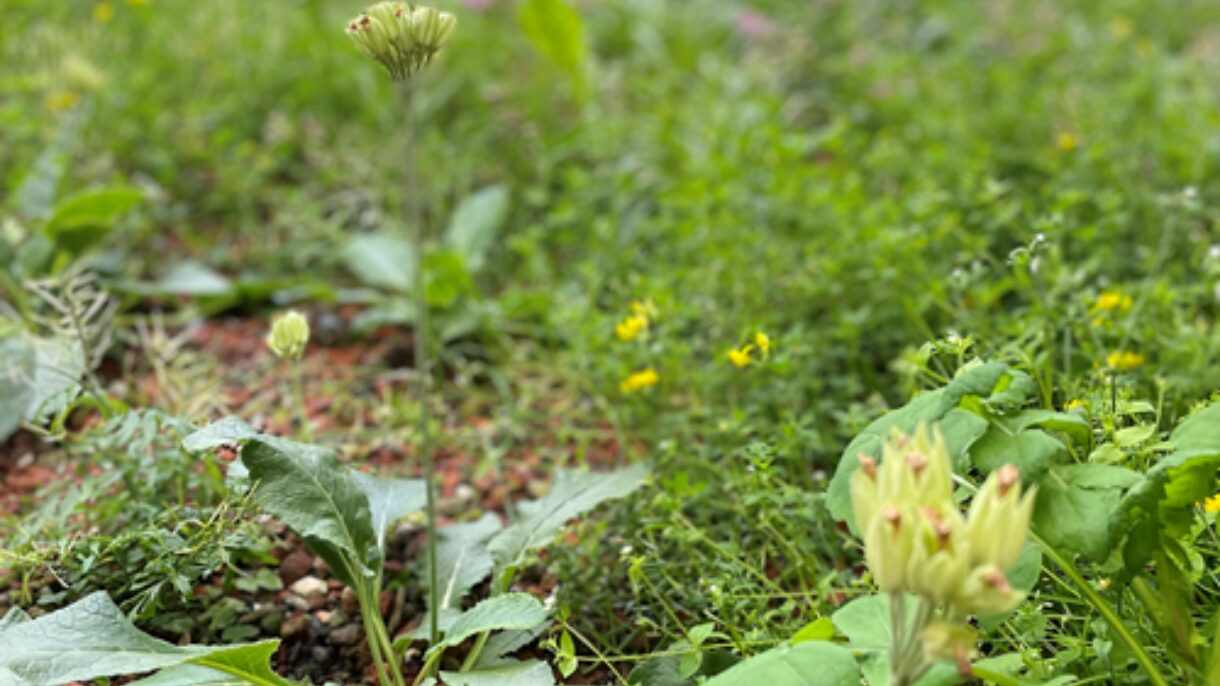 Nærbilde av plante i takhage. Foto.