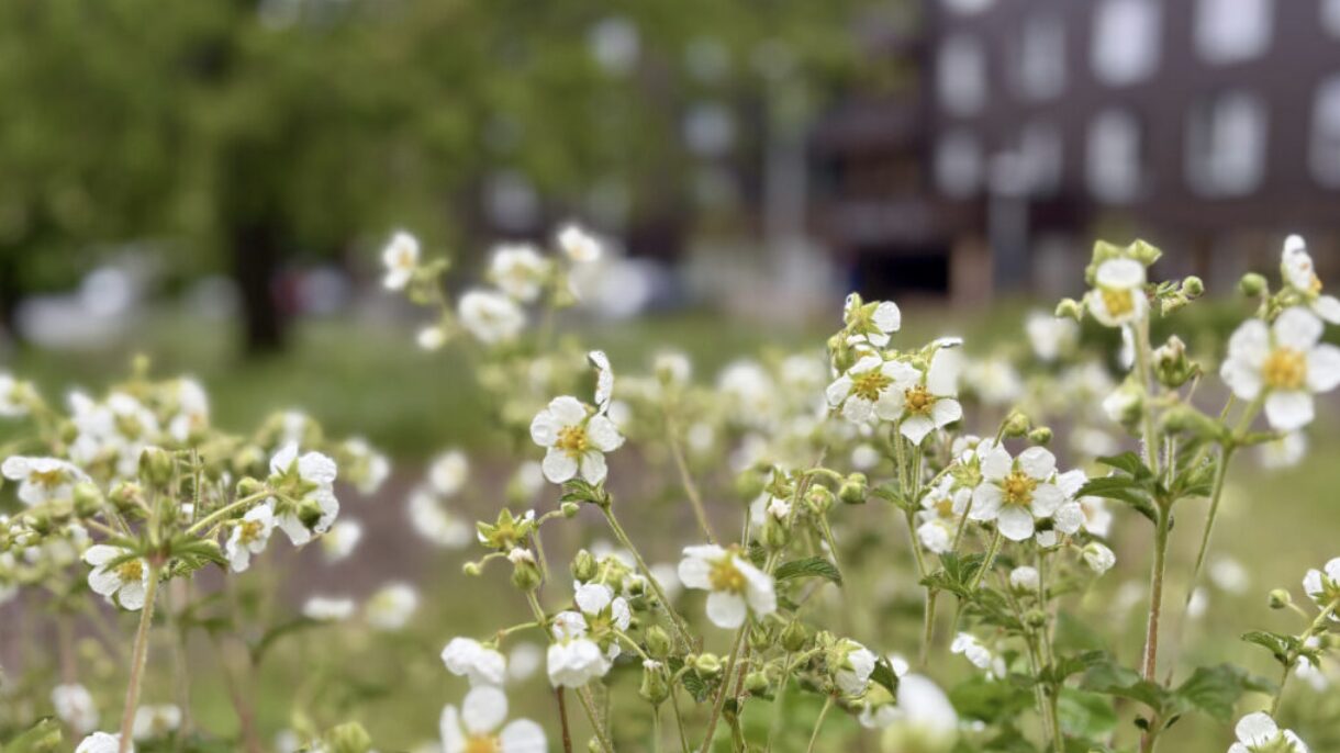 Blomstereng av kvitmure med Tåsen sykehjem i bakgrunnen