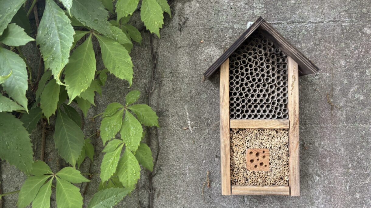 Insekthotell på en vegg. Klatreplante.