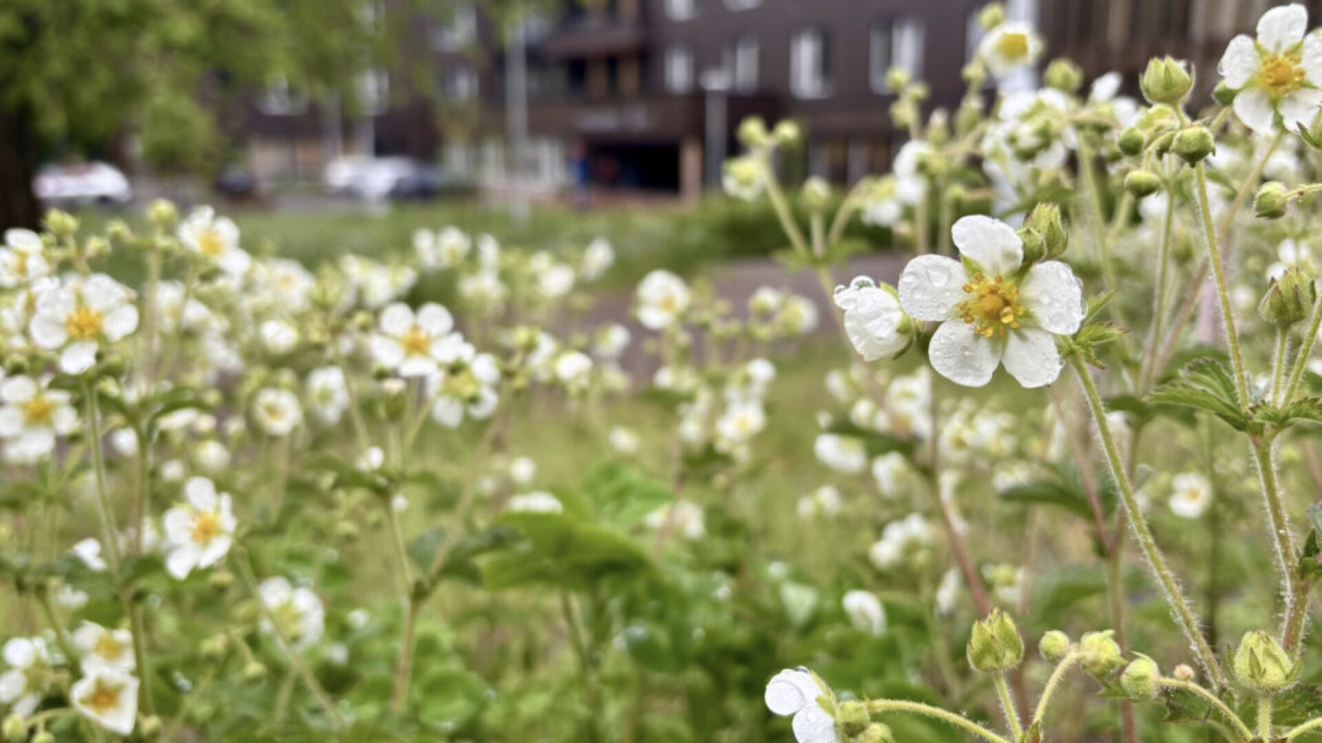 Eng av Kvitmure med Tåsen sykehjem i bagrunnen