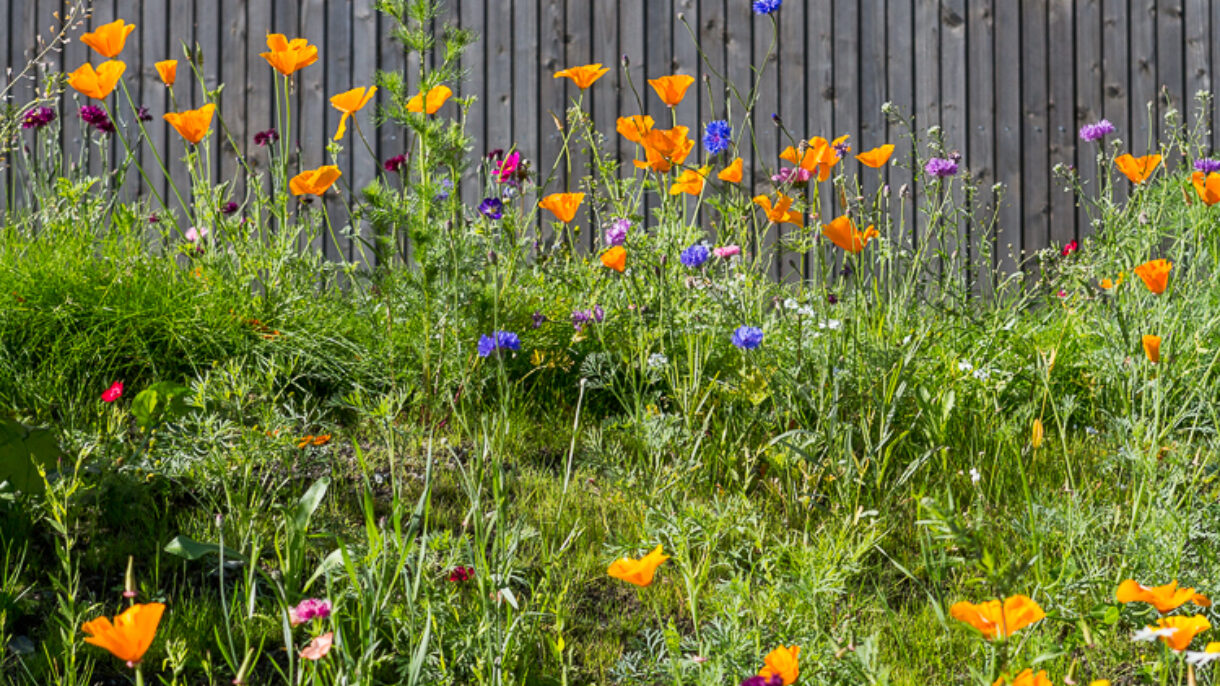 Blomstereng med valmuer og kornblomster. Foto