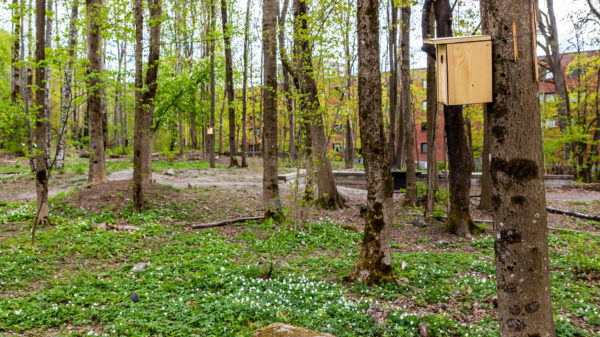 På arrangementet vil du få høre om skjøtselsbasert parkutvikling i Haugerudparken. Foto: Tove Lauluten / bar bakke landskapsarkitekter