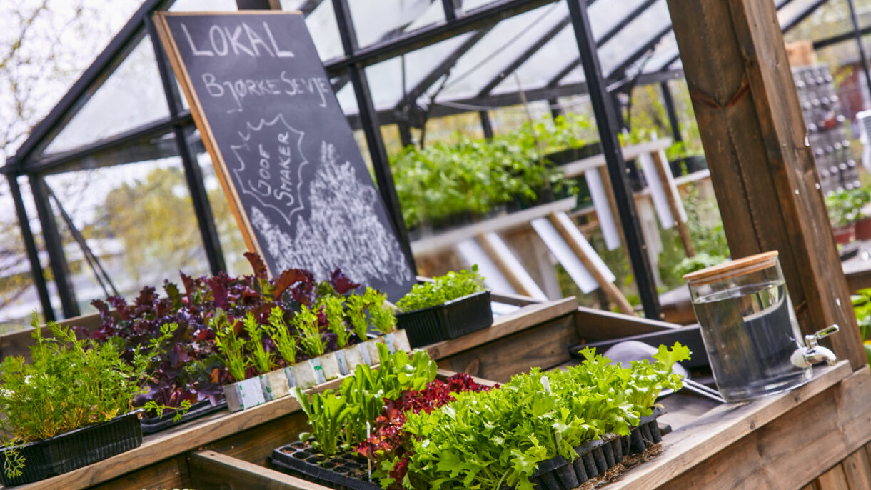 På åpningen av skolen var det mulig å smake på lokal bjørkesevje. Foto: Mustad Eiendom/Lilleakerbyen