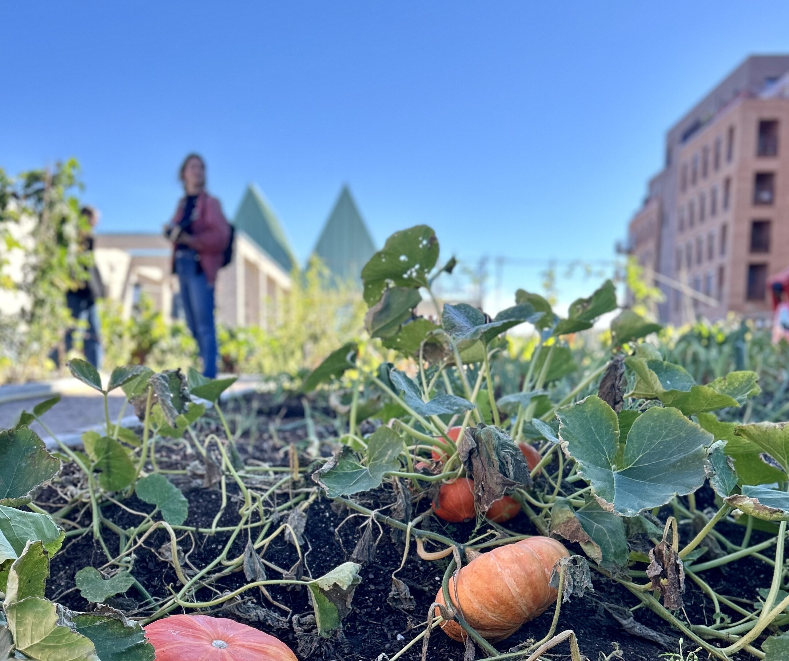 Dyrkningshage med gresskar