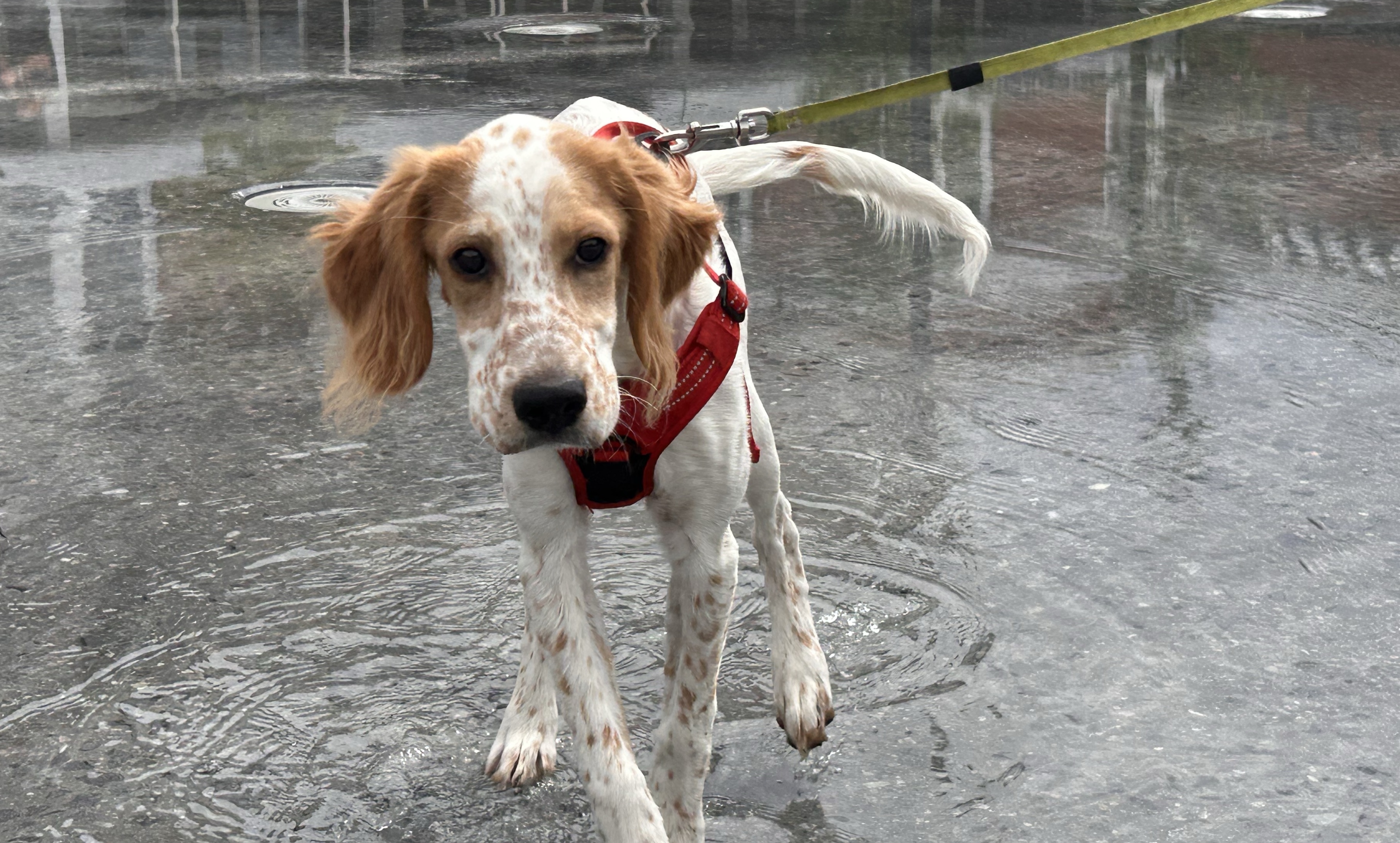 Hund som leker i vann. Foto.