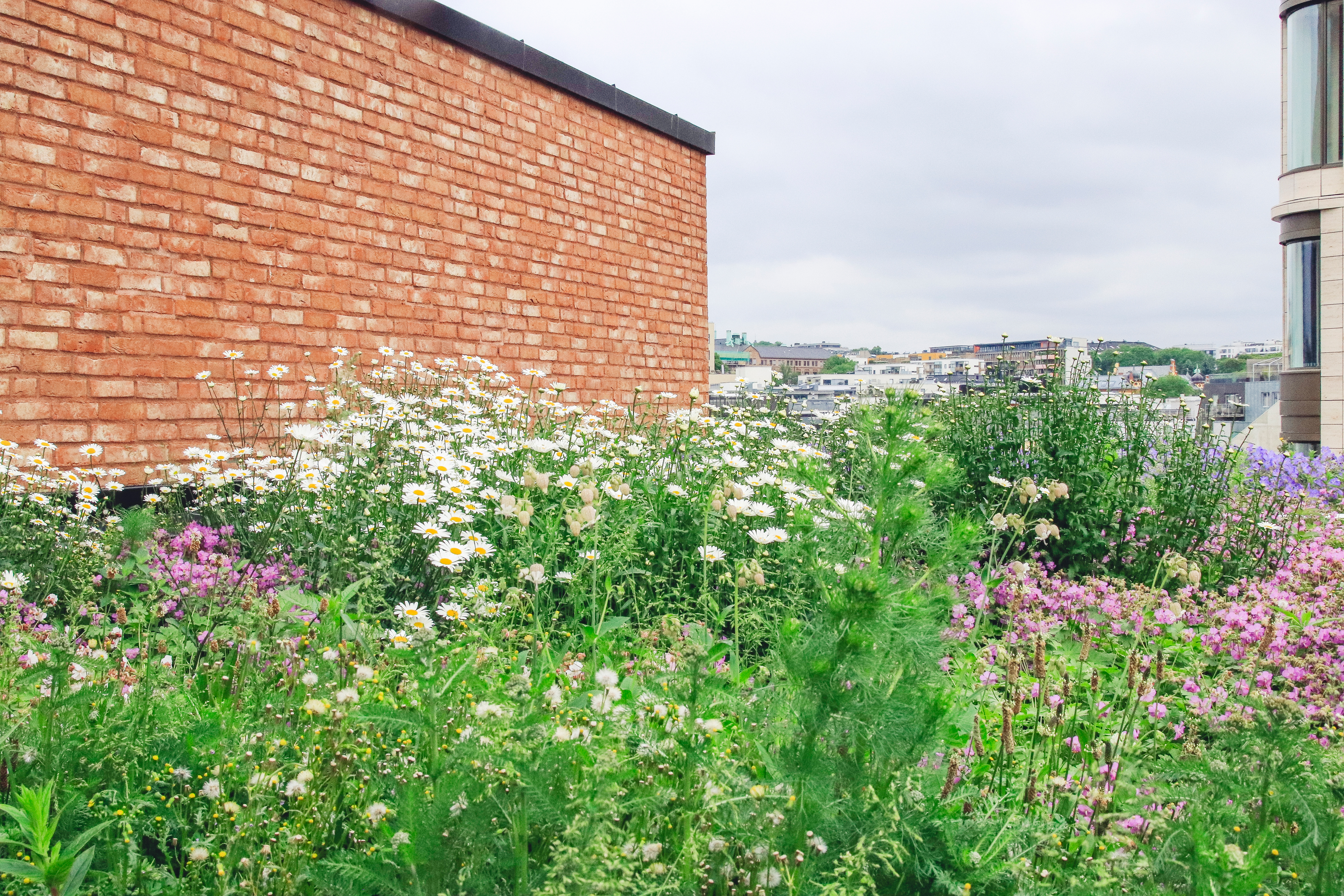 Takhage med mange blomstrende planter. Foto