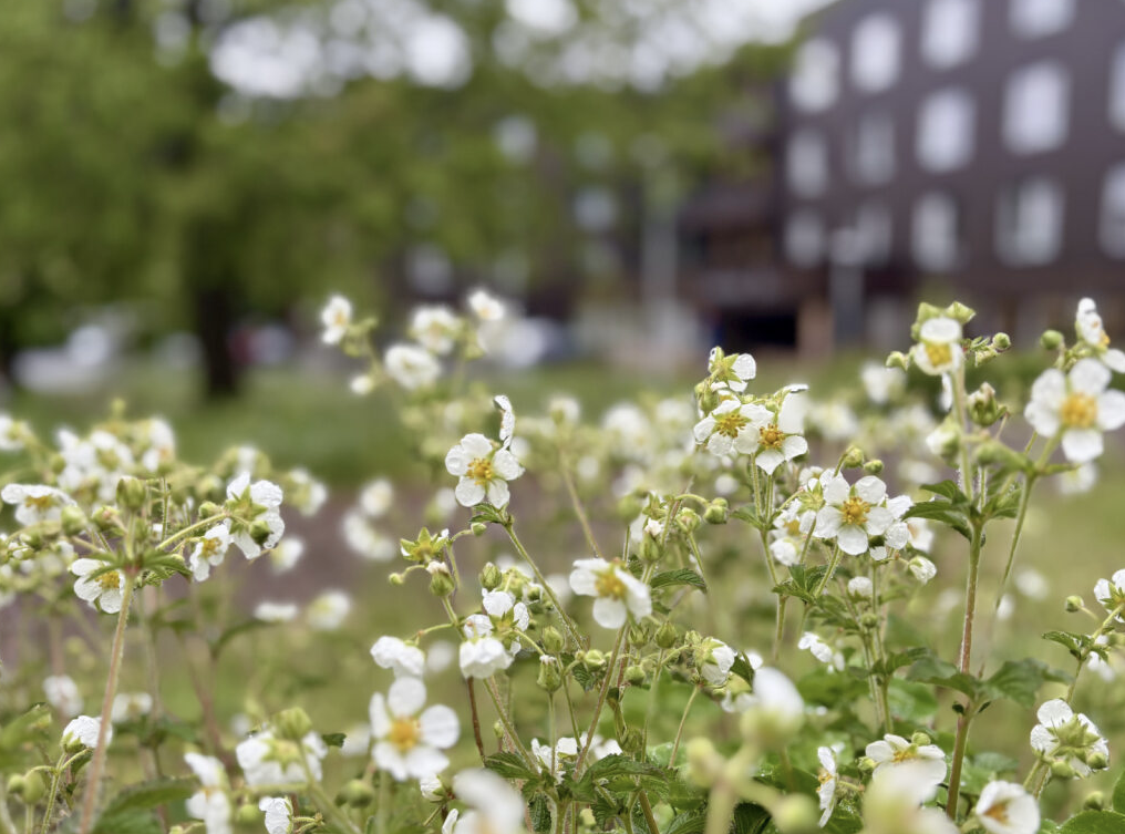 Blomsten Hvitmure. Foto.