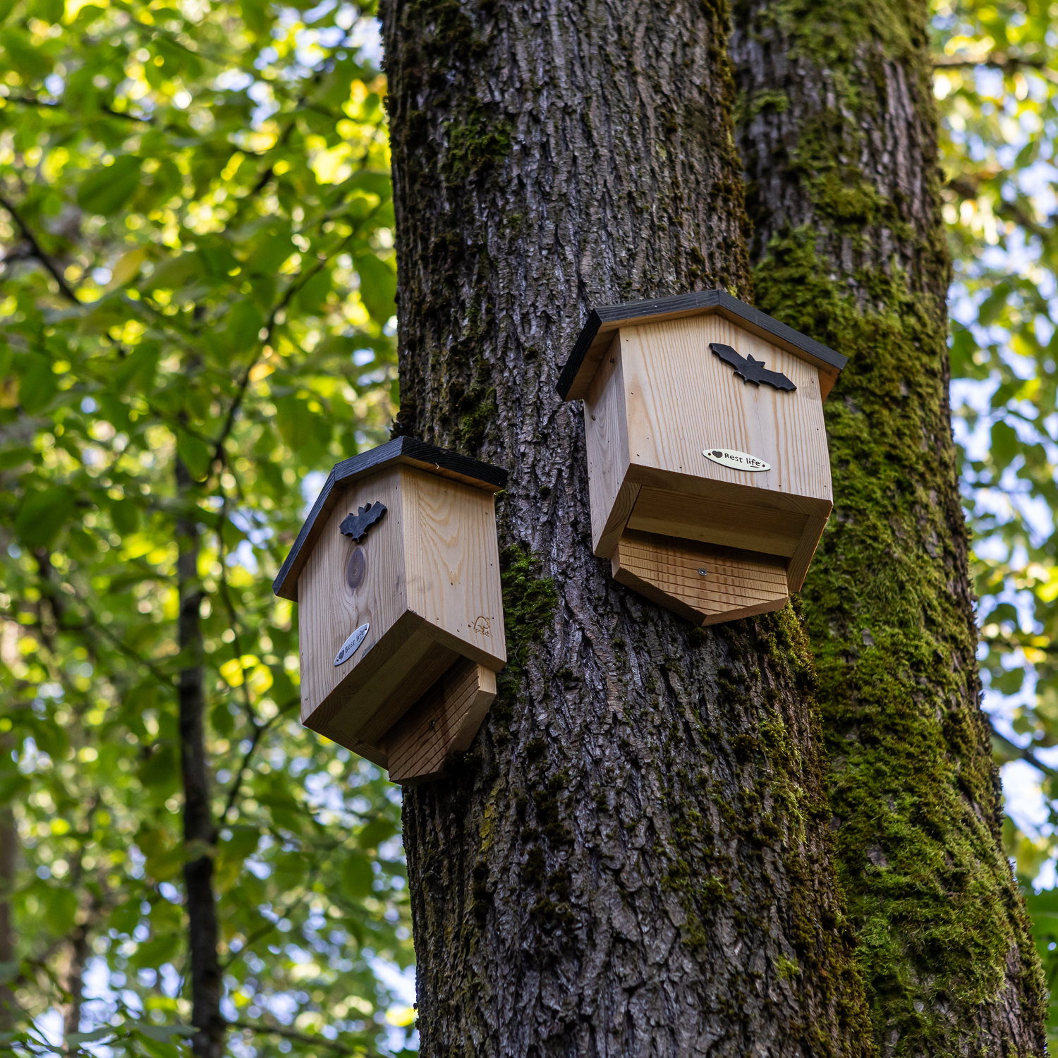 Flaggermuskasse. Foto.