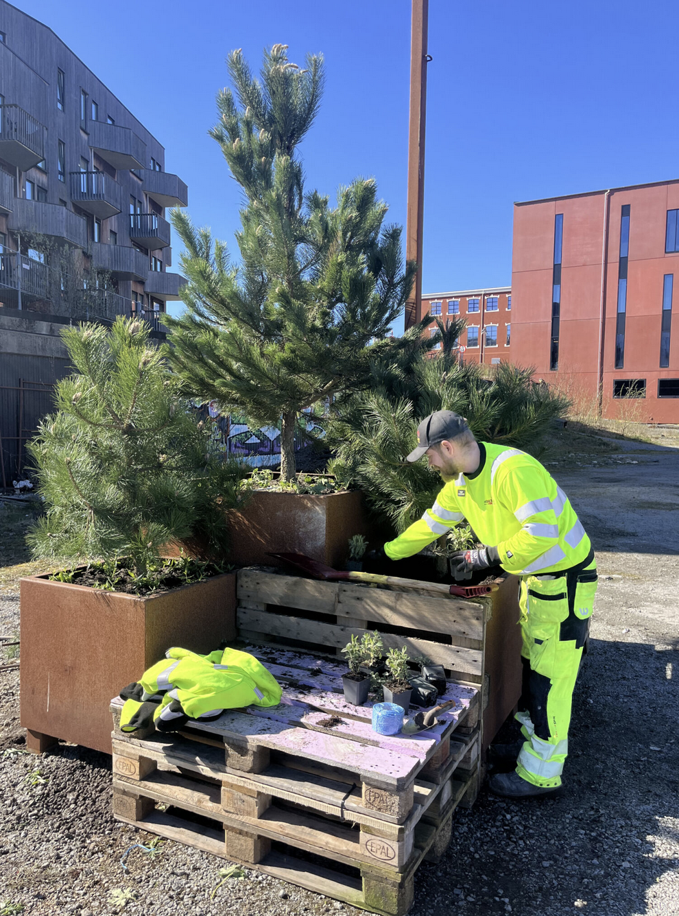 Mann i gule arbeidsklær ordner med furutrær i store kasser. Foto.