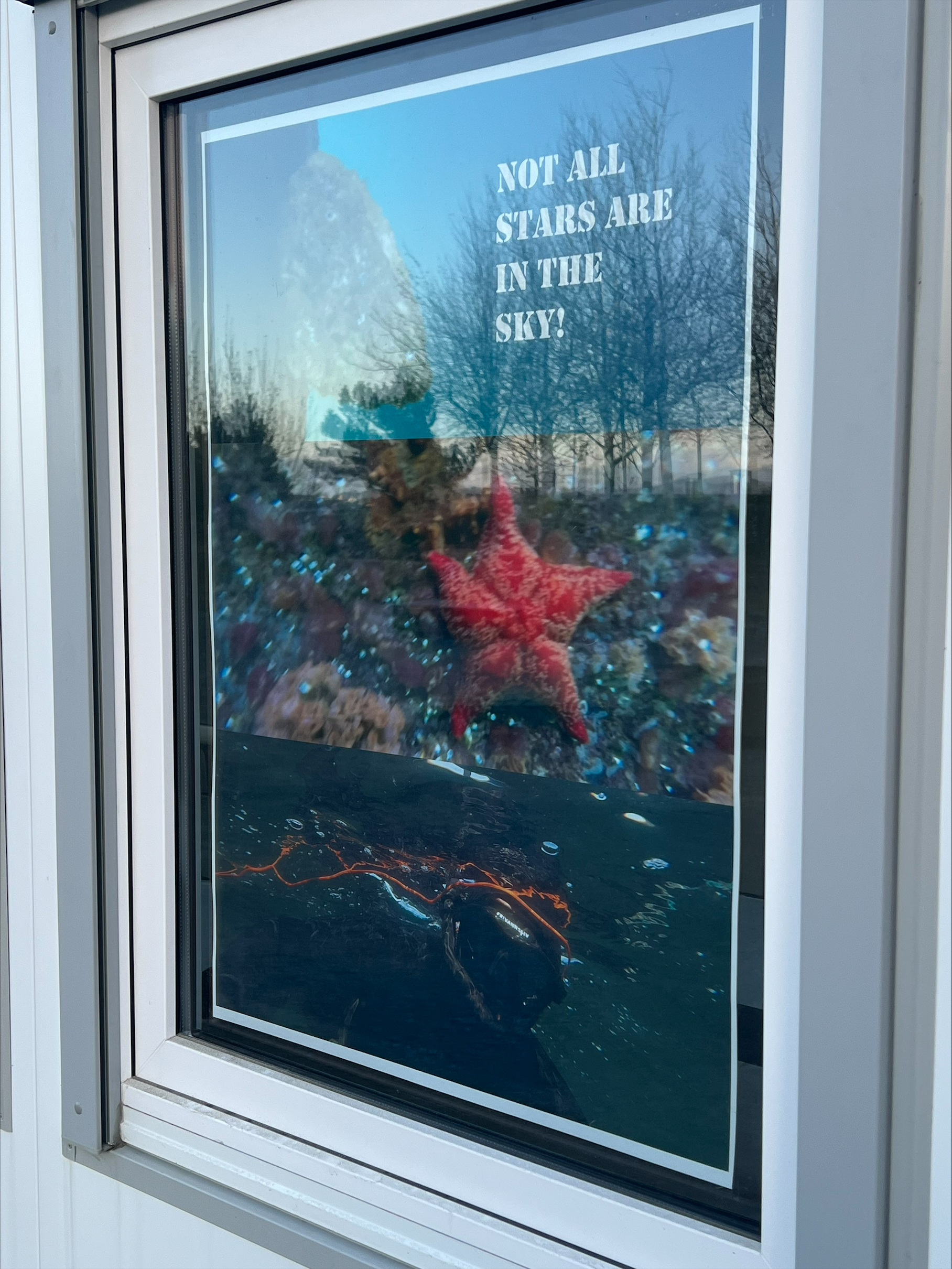 Utendørs utstilling av de marien livet ved Sjøparken. Sjøstjerne. Foto