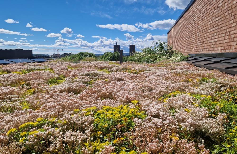 Oslos tak er ikke hva de en gang var - på toppen av Kristian Augusts gate 13 kan insektene nyte sommeren. Foto: Erlend Seilskjær/FutureBuilt Oslos tak er ikke hva de en gang var - på toppen av Kristian Augusts gate 13 kan insektene nyte sommeren. Foto: Erlend Seilskjær/FutureBuilt