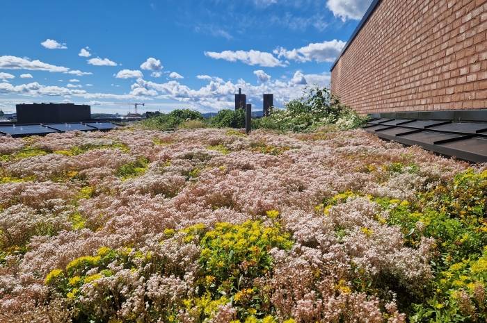 Oslos tak er ikke hva de en gang var - på toppen av Kristian Augusts gate 13 kan insektene nyte sommeren. Foto: Erlend Seilskjær/FutureBuilt